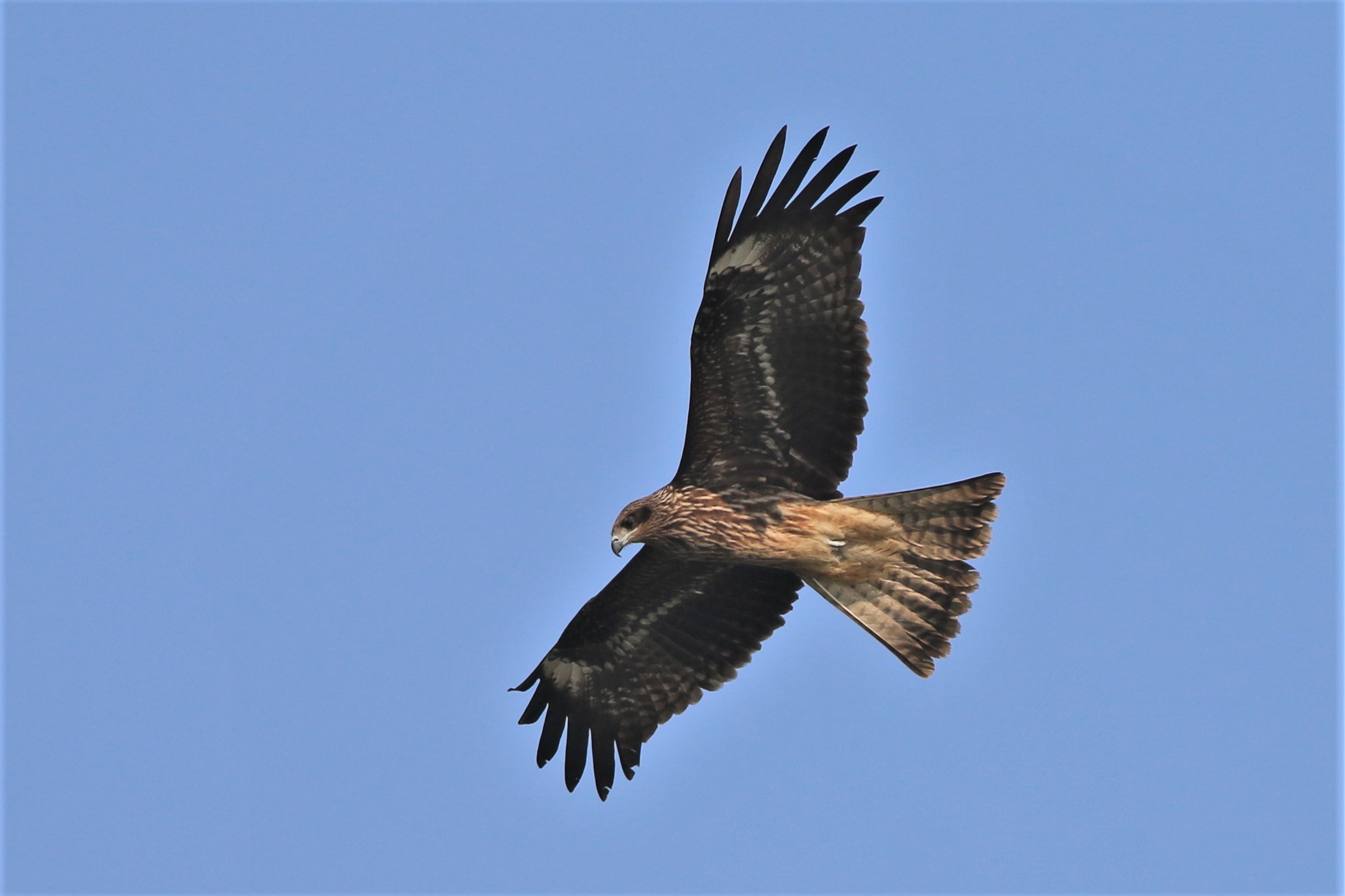 Black-eared Kite
